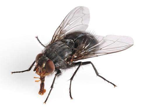 ความรู้เกี่ยวกับเรื่องของ แมลงวัน, Chemin,ความรู้เรื่องแมลง - เคมอิน กำจัดปลวก กำจัดแมลง cheminpestcontrol