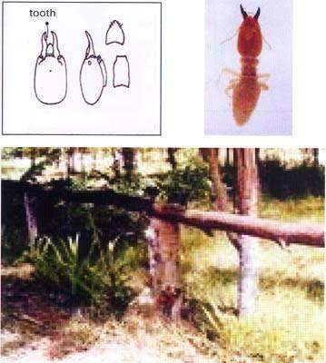 ความรู้เกี่ยวกับเรื่องของ ปลวก, Chemin,ความรู้เรื่องแมลง - เคมอิน กำจัดปลวก กำจัดแมลง cheminpestcontrol