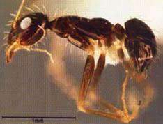 ความรู้เกี่ยวกับเรื่องของ มด, Chemin,ความรู้เรื่องแมลง - เคมอิน กำจัดปลวก กำจัดแมลง cheminpestcontrol