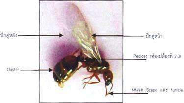 ความรู้เกี่ยวกับเรื่องของ มด, Chemin,ความรู้เรื่องแมลง - เคมอิน กำจัดปลวก กำจัดแมลง cheminpestcontrol