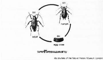 ความรู้เกี่ยวกับเรื่องของ แมลงสาบ, cheminpestcontrol,ความรู้เรื่องแมลง - เคมอิน กำจัดปลวก กำจัดแมลง cheminpestcontrol
