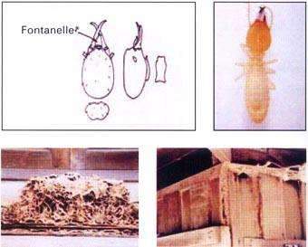 ความรู้เกี่ยวกับเรื่องของ ปลวก, Chemin,ความรู้เรื่องแมลง - เคมอิน กำจัดปลวก กำจัดแมลง cheminpestcontrol