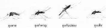 ความรู้เกี่ยวกับเรื่องของ ยุง, Chemin,ความรู้เรื่องแมลง - เคมอิน กำจัดปลวก กำจัดแมลง cheminpestcontrol